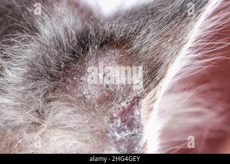 Close-up of a receding hairline on a cat's ear. Microsporia or lichen in a kitten, hair falls out and skin peels off. Stock Photo