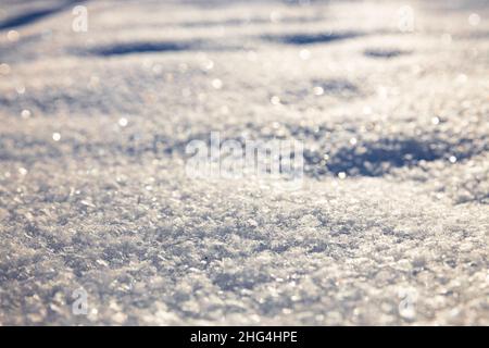 Animal steps footprints in snow. Sun lights between trees and makes shadows on the snow. High quality photo Stock Photo