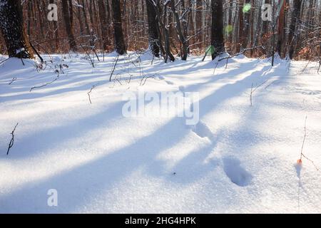 Animal steps footprints in snow. Sun lights between trees and makes shadows on the snow. High quality photo Stock Photo