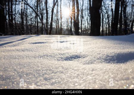 Animal steps footprints in snow. Sun lights between trees and makes shadows on the snow. High quality photo Stock Photo