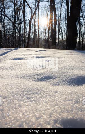 Animal steps footprints in snow. Sun lights between trees and makes shadows on the snow. High quality photo Stock Photo