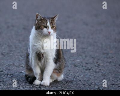 London, UK. 18th Jan, 2022. Official Chief Mouser to the Cabinet Office Larry the Cat roams around Downing Street. Credit: Uwe Deffner/Alamy Live News Stock Photo