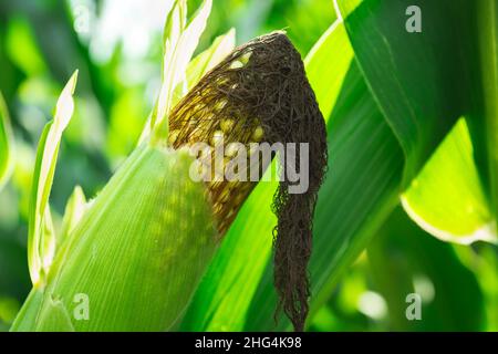A close-up of a cob of ripe corn, summer view Stock Photo