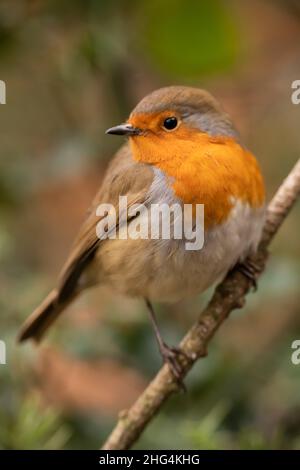 A European robin, Erithacus rubecula, perched on a branch in the UK Stock Photo