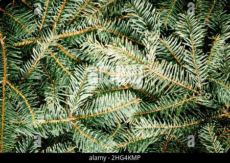 Creative nature background a texture spruce fir branches of Christmas tree for a Christmas greeting card. Flat lay, top view, copy space Stock Photo