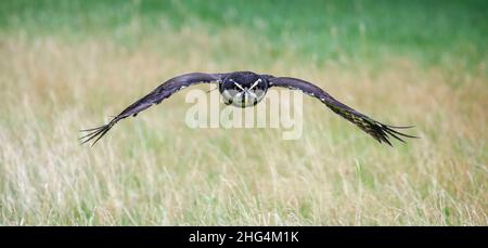 Flying Spectacled Owl. The spectacled owl (Pulsatrix perspicillata) is a large tropical owl native to the neotropics. Stock Photo