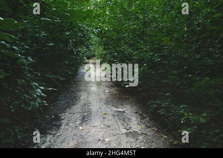 A dirt road through a dense moody forest, summer view Stock Photo