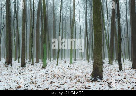 Hazy winter forest and slender trunks of trees, december day Stock Photo
