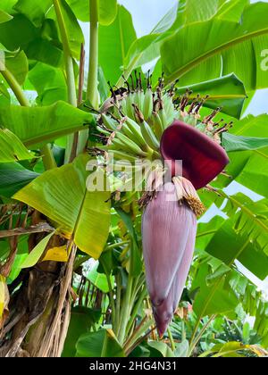 Banana blossom on banana tree (Musa sapientum Linn). They are red and yellow flowers , the raw fruit is green. They were planted on the ground, a trop Stock Photo
