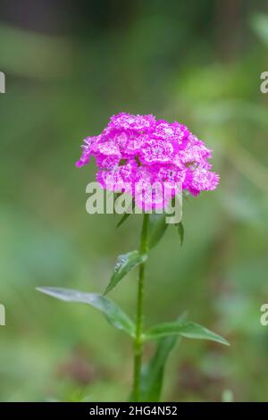 Dianthus barbatus, the sweet William,[2] is a species of flowering plant in the family Caryophyllaceae, native to southern Europe and parts of Asia. I Stock Photo