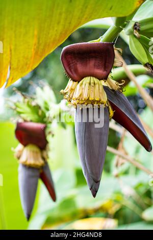 Banana blossom on banana tree (Musa sapientum Linn). They are red and yellow flowers , the raw fruit is green. They were planted on the ground, a trop Stock Photo