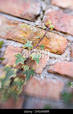 ivy on the brick wall, Stock Photo