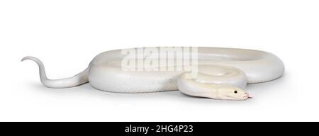 Ivory young adult  Python bivittatus or Burmese snake. Body curled up and head moving side ways. Tongue out. Stock Photo