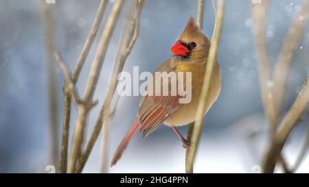 A winter scene of a beautiful female Northern Cardinal perched on a branch. Stock Photo