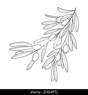 Premium Vector  Olive branches olive fruits bunch and olive branches with  leaves hand drawn illustration converted to vector