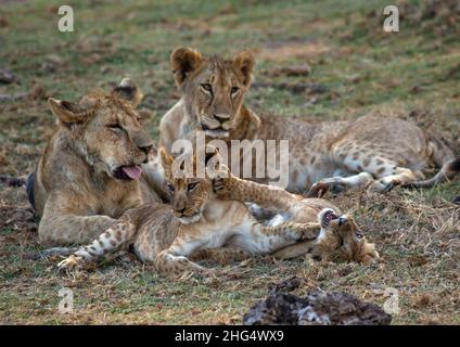 Lioness with her cubs, Kajiado County, Amboseli, Kenya Stock Photo