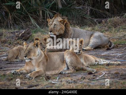 Lion with lionesses, Kajiado County, Amboseli, Kenya Stock Photo