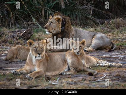Lion with lionesses, Kajiado County, Amboseli, Kenya Stock Photo