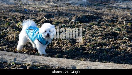 cool funny pooddle dog with winter coat on a a walk in cold january day Stock Photo