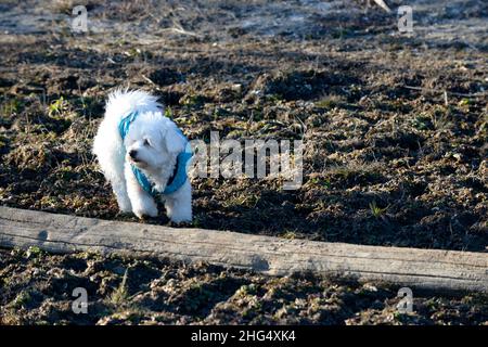 cool funny pooddle dog with winter coat on a a walk in cold january day Stock Photo
