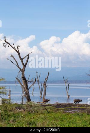 Dead trees in front of the rising waters of a lake, Rift Valley Province, Nakuru, Kenya Stock Photo
