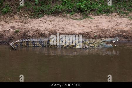 Crocodile in a river, Rift Valley Province, Maasai Mara, Kenya Stock Photo