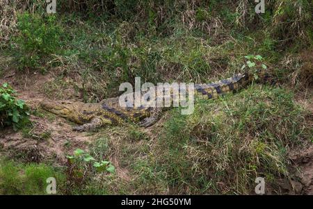 Crocodile on a river bank, Rift Valley Province, Maasai Mara, Kenya Stock Photo