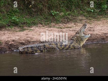 Crocodile with open mouth, Rift Valley Province, Maasai Mara, Kenya Stock Photo