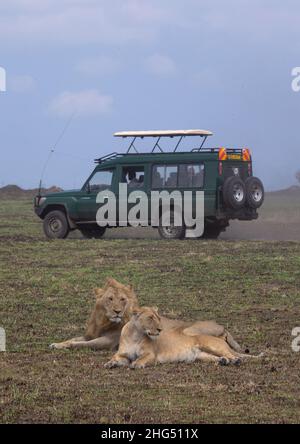 Lion couple in Maasai Mara, Kenya Stock Photo - Alamy