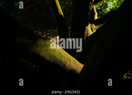 Thaxted Essex England January 2022 Texture on tree in Thaxted Stock Photo