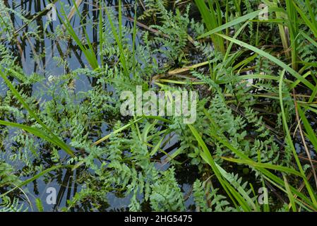 Lesser Water-parsnip, Berula erecta Stock Photo
