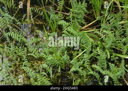 Lesser Water-parsnip, Berula erecta Stock Photo