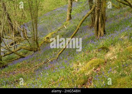 Bluebells in Clyn Gwn near the Afon Mellte Stock Photo