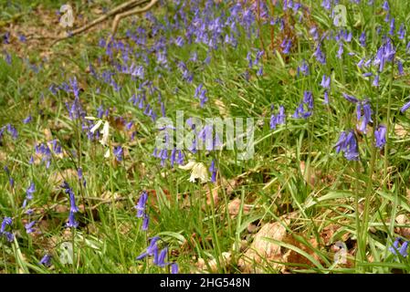 Bluebells in Clyn Gwn with a few white forms Stock Photo