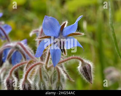 Borage, Borago officinalis Stock Photo