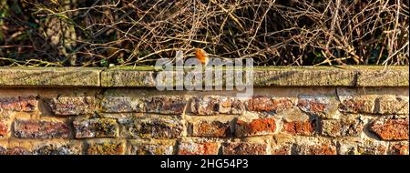Robin perched on wall in Gloucestershire, United Kingdom Stock Photo