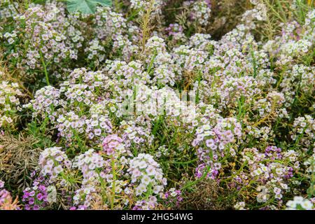 Capsella flowers on green nature blurred background on meadow in sunny day. Decorative flowers in springtime. Medicinal herb. Stock Photo