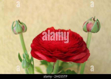 Red Ranunculus with buds, red ranunculus with delicate petals and green leaves, red blooming flower on yellow background, flower head, beauty Stock Photo