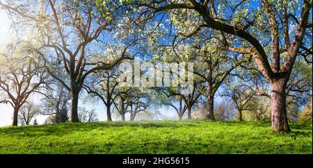 Beautiful panoramic green landscape in spring, with trees in a row creating an alley on a meadow lit by rays of side light, clear blue sky Stock Photo