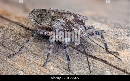Four-humped Stink Bug (Brochymena quadripustulata) Insecta Stock Photo ...