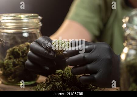 Hands holding a dry cannabis flower bud, prepared for trimming. On the table are storage glass jars full of CBD buds. Stock Photo