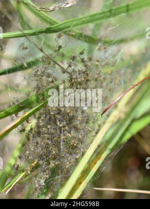 Lot of spiders Dolomedes fimbriatus large raft spiders hatching in vegetation Stock Photo
