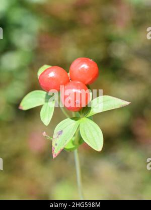 Red berries on a Dwarf cornel plant Cornus suecica Stock Photo