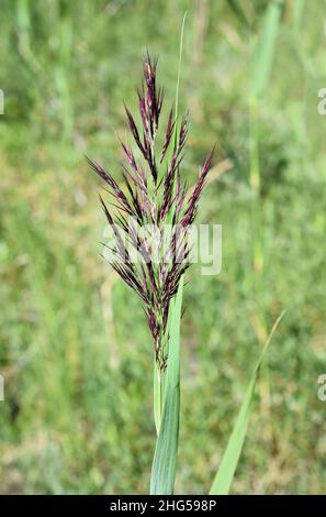 Common reedgrass Phragmites australis flowering red Stock Photo