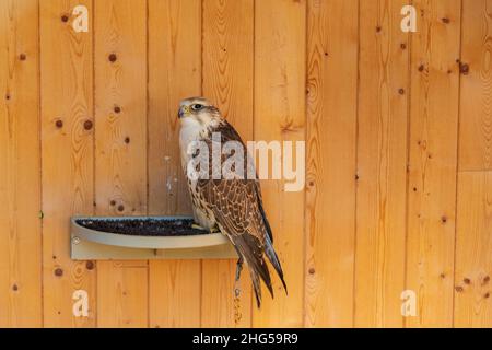 A great crested grebe - Falco cherrug - in a captive cage. The bird of prey is trained by a falconer. Stock Photo