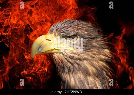 Sea Eagle - Haliaeetus albicilla - Portrait of a bird of prey. There is a finished fire around the eagle's head. The background is dark. Stock Photo