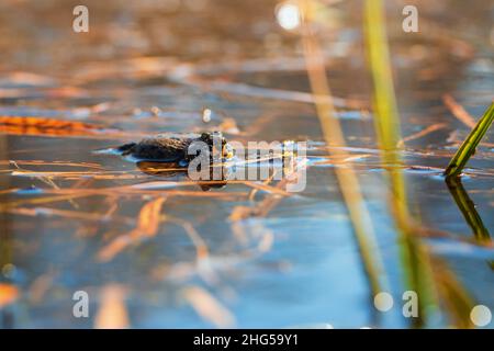 Fire Frog Common Toad - Bombina bombina lies on the surface of a pond. The photo has a beautiful bokeh. Stock Photo