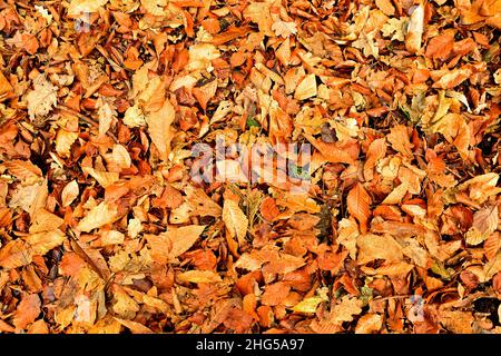 Background of fallen leafs on forest floor, Winter, Autumn, golden browns, orange and russets. Stock Photo