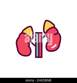 Human organ adrenal glands color line icon. Isolated vector element ...
