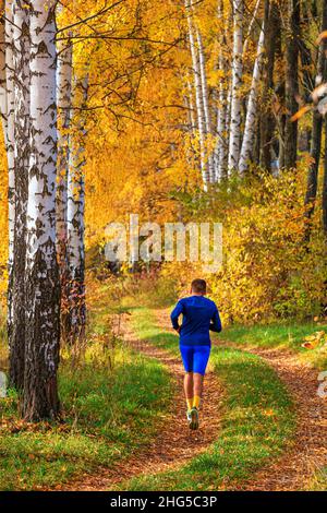 View of a runner jogging in a birch grove on a sunny autumn morning, beautiful landscape through the foliage and tree trunk Stock Photo